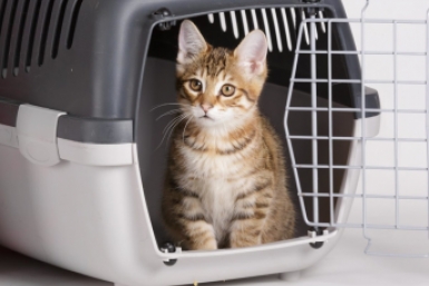 Кошка в переноске shutterstock