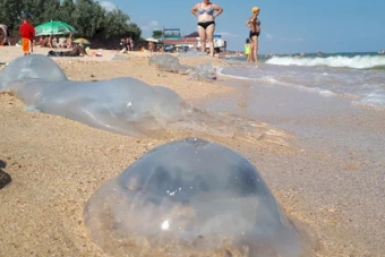 С чем связано аномальное нашествие медуз в Азовском море – объяснил эксперт Оксана Иванова