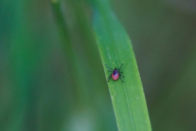 На Кубани &quotсвирепствуют&quot клещи – за год количество укушенных выросло в разы Александр Хитров