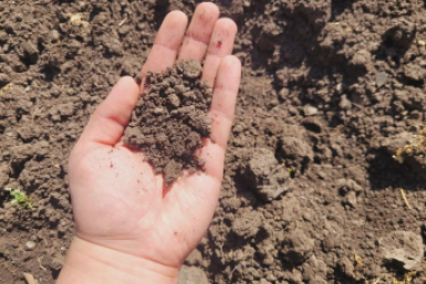 Раскидайте эти крупы с 6 по 12 октября по грядкам - весной даже каменная земля станет мягкой ИА KrasnodarMedia