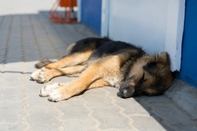 Стрелявших в бездомную собаку живодеров ищут в Краснодаре Александра Данилова