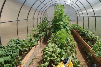 В теплицах Кубани выявили 25 нелегальных мигрантов