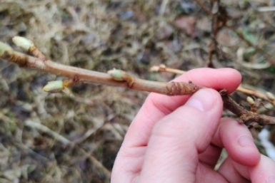 Смородина Автора