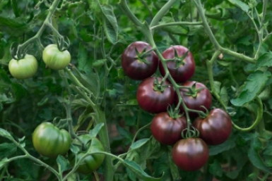 Томаты ИИ GigaChat (18+)