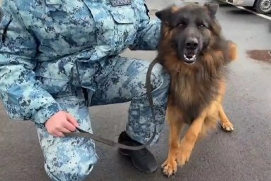 Бездомный пес поступил на службу в полицию Кубани Пресс-служба  ГУ МВД России по Краснодарскому краю