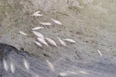 Названа причина массовой гибели рыбы в Ейском лимане на Кубани Скриншот видео t.me/rakurseisk