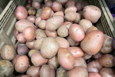 Колорадский жук боится этого запаха как огня: что посадить рядом с картофелем - защита на 98% ИА KrasnodarMedia