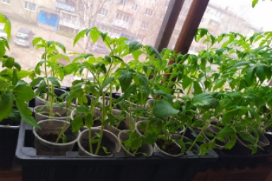 Пластиковые стаканы выбросила в мусорку - и рассада томата стала толщиной с мизинец: выбираю другую тару ИА PriamurMedia, Елена Гиневская