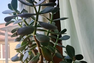 Не более 1/3 листвы: как обрезать денежное дерево, чтобы оно выросло до потолка ИА KrasnodarMedia