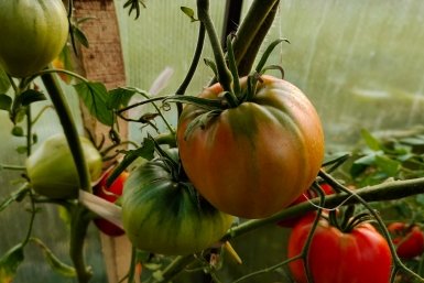 Томаты Автора