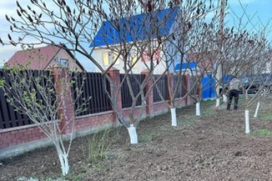 Мертвая закупорка трещин: 1 предмет из кухни в побелку - и паразиты обходят стволы за 10 км ИА KrasnodarMedia