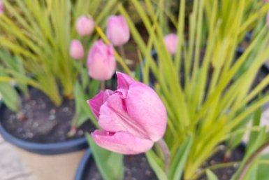 На Кубань идет аномальное тепло из-за черноморского циклона Светлана Юдина