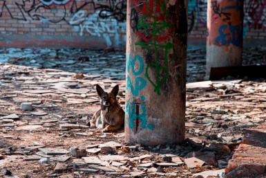На Кубани живодеры замучили собаку до смерти и бросили в лесу Илья Аверьянов