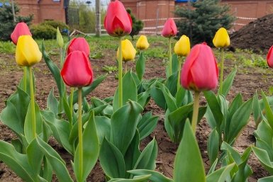 Тюльпаны Автора