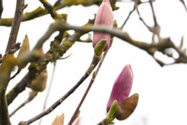 Краснодарский парк Галицкого превращается в цветущий оазис