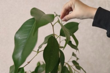 Добавил 2 грамма в воду - и мой фикус Бенджамина растет как заведенный: крона гуще, чем в цветочном салоне ИА Stavropol.Media