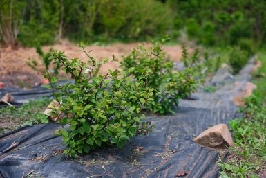 В Краснодаре школьники и детсадовцы высадят более 1,6 тысячи деревьев Илья Аверьянов, ИА Primamedia