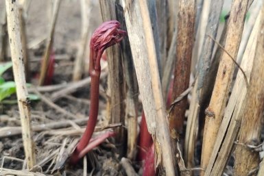 Пионы вылезли - бегом в сад: 3 действия, которые нельзя пропустить - иначе красота уйдет к соседям ИА KrasnodarMedia