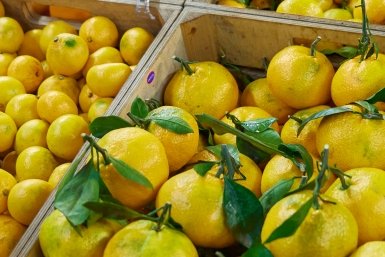 Аграрии Сочи планируют заместить 40% импортной субтропической продукции в России