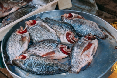 рыба Мария Смитюк, ИА PrimaMedia