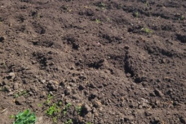 2 горсти в лунку при посадке — проволочник к картошке на метр не подползет: весенняя подготовка участка фото автора