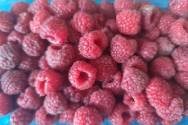 3 литра под куст - малина гнется до земли: ягоды красные и сладкие ИА KrasnodarMedia