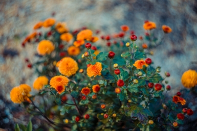 ботсад, ботанический сад, цветы, рассвет, лето, хорошая погода, весна, солнце Мария Смитюк, ИА PrimaMedia