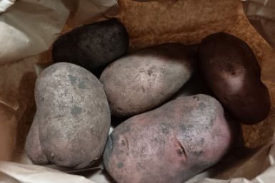 &quotТугодумы&quot, прощайте — на этот год выбрала 2 сверхранних сорта: свою картошку копаю уже в июне, по 12 клубней с куста ИА KrasnodarMedia