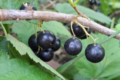 Заменила золу на обычный крахмал - и смородина выросла размером с вишню и стала сладкой как мед ИА StavropolMedia