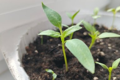 Перец Автора