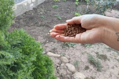 Важно рассыпать 10 гр соли под корни после 5 апреля - и весной почва, как мягкая вуаль ИА KrasnodarMedia