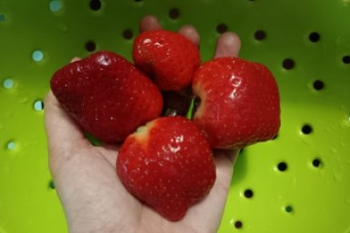 Не йод и не коровяк: чем полить клубнику до цветения – плодоносит как не в себя, ягоды размером со сливу ИА StavropolMedia