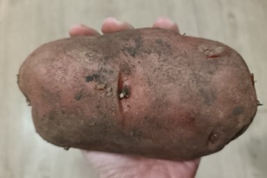 Кидаем в каждую лунку – картошка размером с дыню, проволочник сгинет: богатейший урожай без особого труда ИА KrasnodarMedia