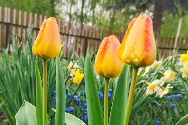 Тюльпаны Автора