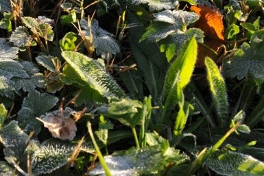 Ночные заморозки на Кубани усилятся до -5 градусов Юрий Гуршал