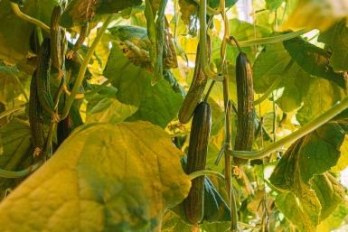 Огурцам навоз не нужен: 4 правила богатого урожая – хоть соседям раздавай Мария Смитюк, ИА PrimaMedia