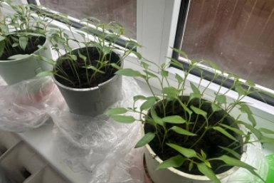 2 таблетки - и рассада прёт как на дрожжах: корни мощные, стебли крепкие, хоть на рынок неси ИА KrasnodarMedia