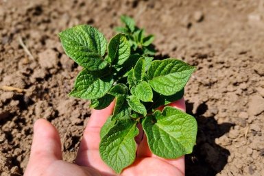 Картошка ИА KrasnodarMedia