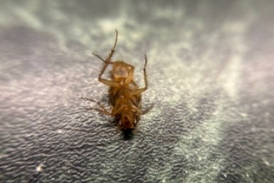 5 капель в воду и на плинтус - не вижу тараканов уже третий месяц