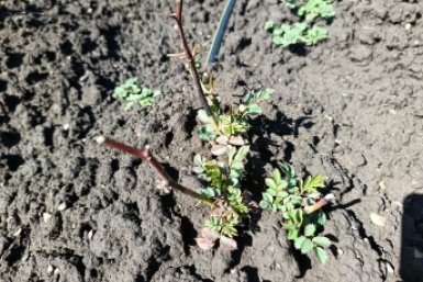 Розы ИА KrasnodarMedia