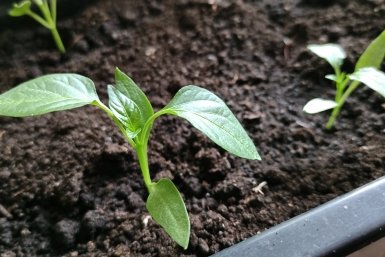 После 18 апреля рассаде - нужнее воды: 1 ампула под корень - и перцы как зеленые качки, сильные и коренастые