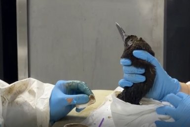 Волонтеры в Анапе просят решить проблему вывоза воды после отмыва птиц от мазута