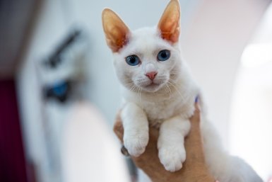 Названы самые популярные города Кубани для отдыха с домашними животными