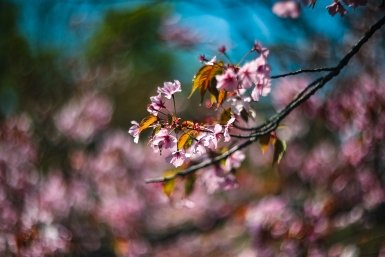 Главные аллергены весны и простые способы защиты