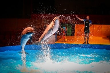 В Сочи зоозащитники просят спасти трёх дельфинов из тесных бассейнов