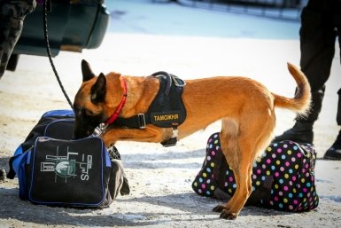 Собака помогла краснодарским таможенникам найти запрещённые капсулы из Индии Антон Балашов