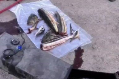 Полицейские изъяли осетров и севрюгу из бензобака машины на Кубани