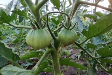 ТОП-3 рабочих сорта томатов - урожай даже в капризное лето - собираю раньше соседей ИА KrasnodarMedia