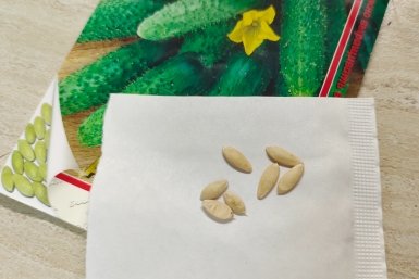 1 мл в стакан - и на семена: огурцы взойдут на 2 день - крутой способ замачивания от агронома