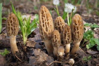 За сморчками – в огород: как вырастить весенние грибы самостоятельно – в лес идти не надо